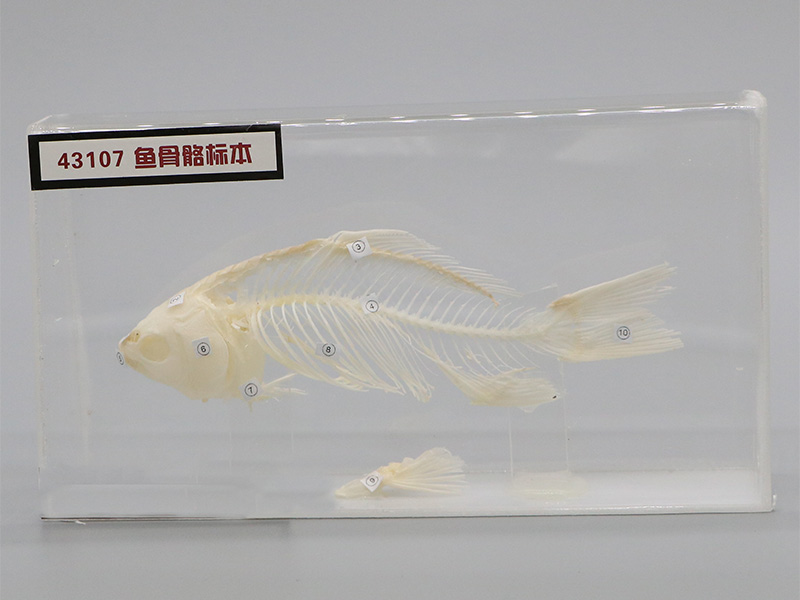 魚(yú)骨骼標(biāo)本2.jpg