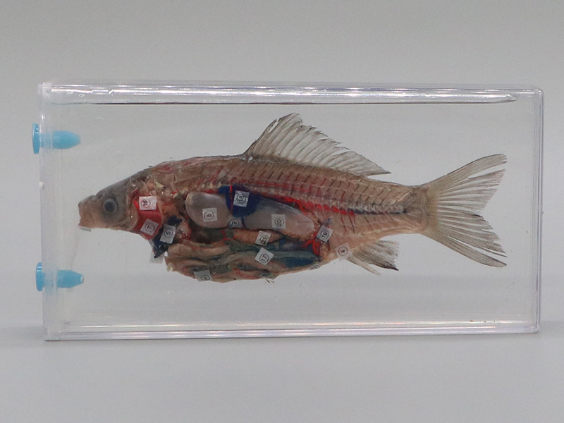 魚解剖浸制標本.jpg