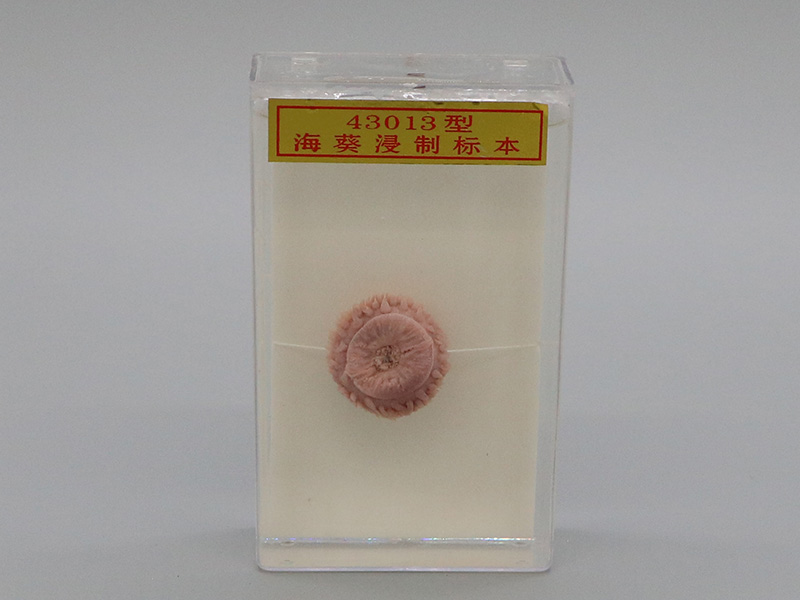 ?？茦?biāo)本1.jpg