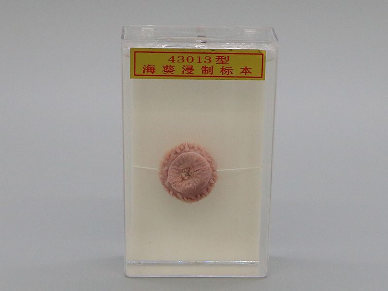 ?？茦?biāo)本